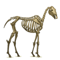 trekpaard skelet