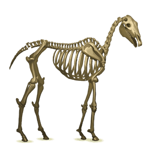 rijpaard skelet