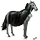 pony-eenhoorn vampier