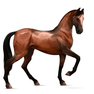 rijpaard lusitano bruin