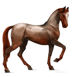 rijpaard lusitano bruin