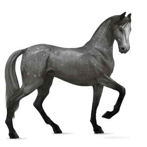 rijpaard lusitano gestippeld grijs