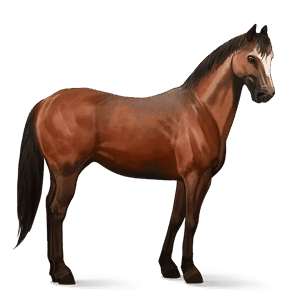 rijpaard lusitano bruin