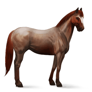 rijpaard ierse hunter roan