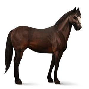 rijpaard lusitano donkerbruin