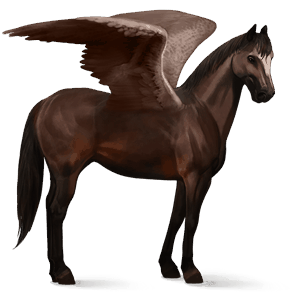 rijpaard-pegasus quarter horse donkerbruin
