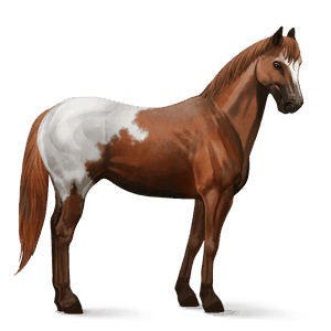 rijpaard appaloosa kastanje deken 