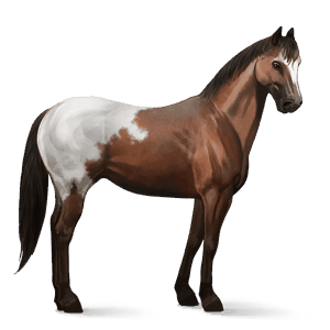 rijpaard appaloosa bruine deken 