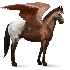 rijpaard-pegasus tinker zwarte tobiano