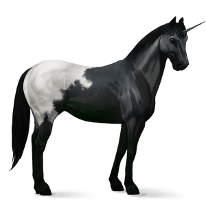 rijpaard-eenhoorn appaloosa zwarte deken 