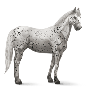 rijpaard appaloosa zwart luipaard 