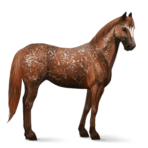 rijpaard appaloosa bruin gevlekte deken 