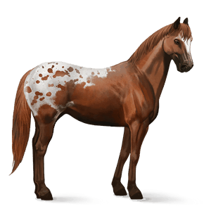 rijpaard appaloosa kastanje gevlekte deken 