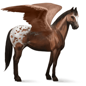 rijpaard-pegasus appaloosa bruin gevlekte deken 