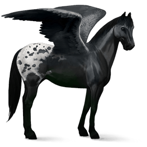 rijpaard-pegasus quarter horse bruin