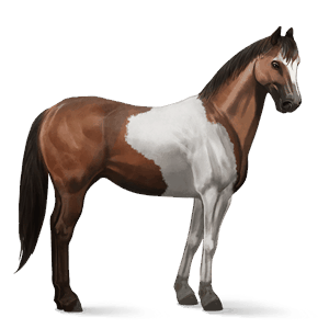 rijpaard paint bruine tobiano