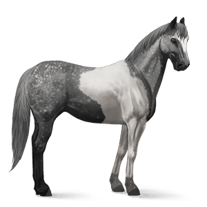 rijpaard lusitano roodbruin