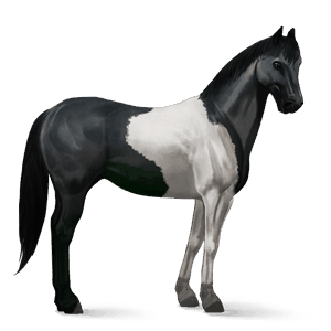 rijpaard paint zwarte tobiano