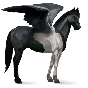 rijpaard-pegasus argentijnse criollo zwart