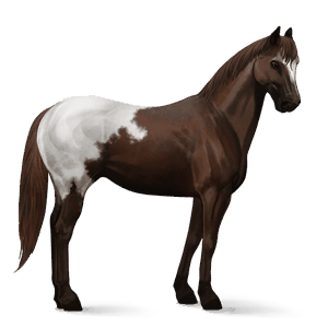 rijpaard selle français roan