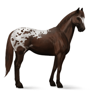 rijpaard quarter horse roodbruin