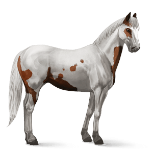 rijpaard paint donkerbruine tovero