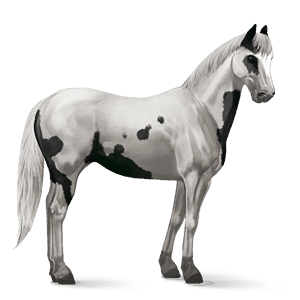 rijpaard paint zwarte overo