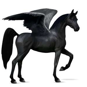 rijpaard-pegasus arabier zwart