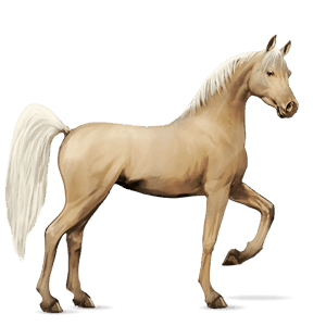 pony bruin