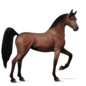 rijpaard lusitano bruin