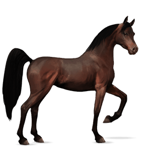 rijpaard arabier bruin