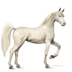 rijpaard cremello