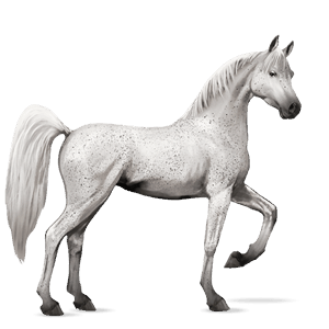 rijpaard lusitano wildkleur