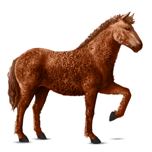 rijpaard curly kastanje