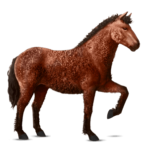 rijpaard curly roodbruin