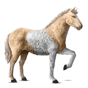 rijpaard curly palomino tobiano