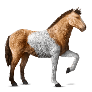 rijpaard curly wildkleur tobiano