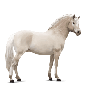 pony belgische rijpony wildkleur