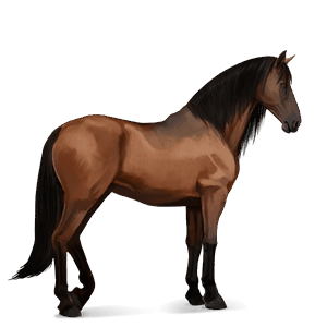 rijpaard lusitano bruin