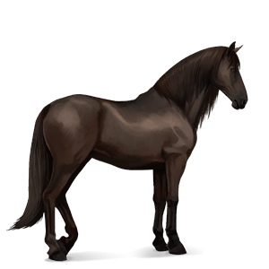 rijpaard quarter horse zwart