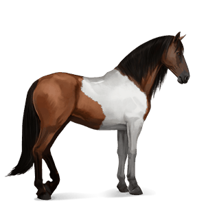 rijpaard paint bruine tobiano