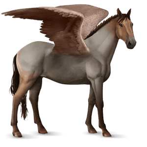 rijpaard-pegasus kwpn roan