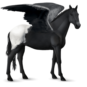 rijpaard-pegasus knabstrupper zwarte deken 