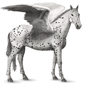 rijpaard-pegasus knabstrupper zwart luipaard 