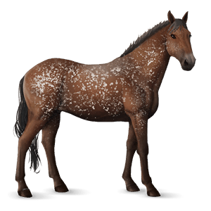 rijpaard quarter horse zweetvos kastanje 