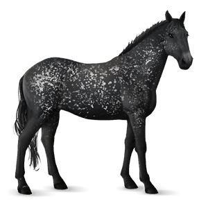 rijpaard lusitano lichtgrijs