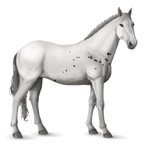 rijpaard lusitano gestippeld grijs