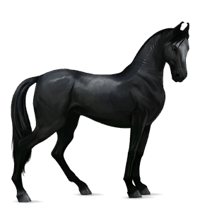 rijpaard lusitano zwart