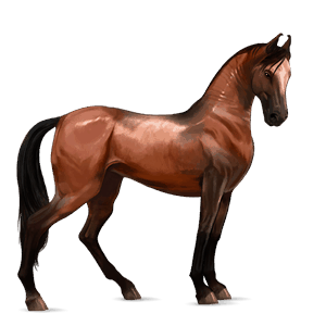 rijpaard lusitano roodbruin