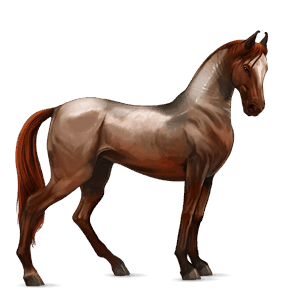 rijpaard lusitano wildkleur